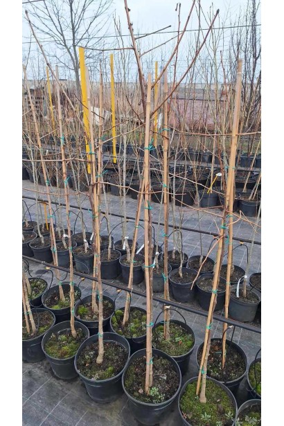 Гінкго дволопатеве - 7,5л/вис.140-160см/Ø35-45см